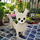 Chihuahua Plantenbak